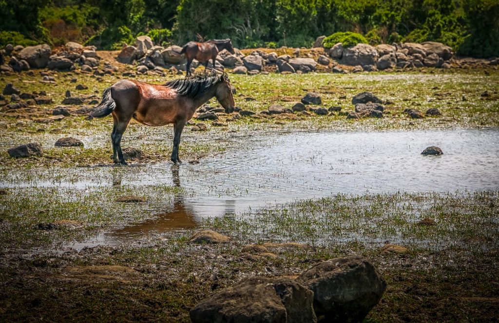 foto di cavalli nella giara in Sardegna