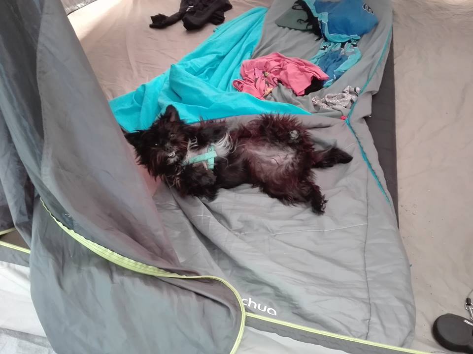 dog in a tent san teodoro campsite