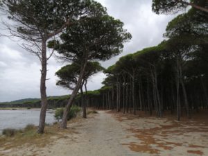 pineta a mare santa lucia siniscola