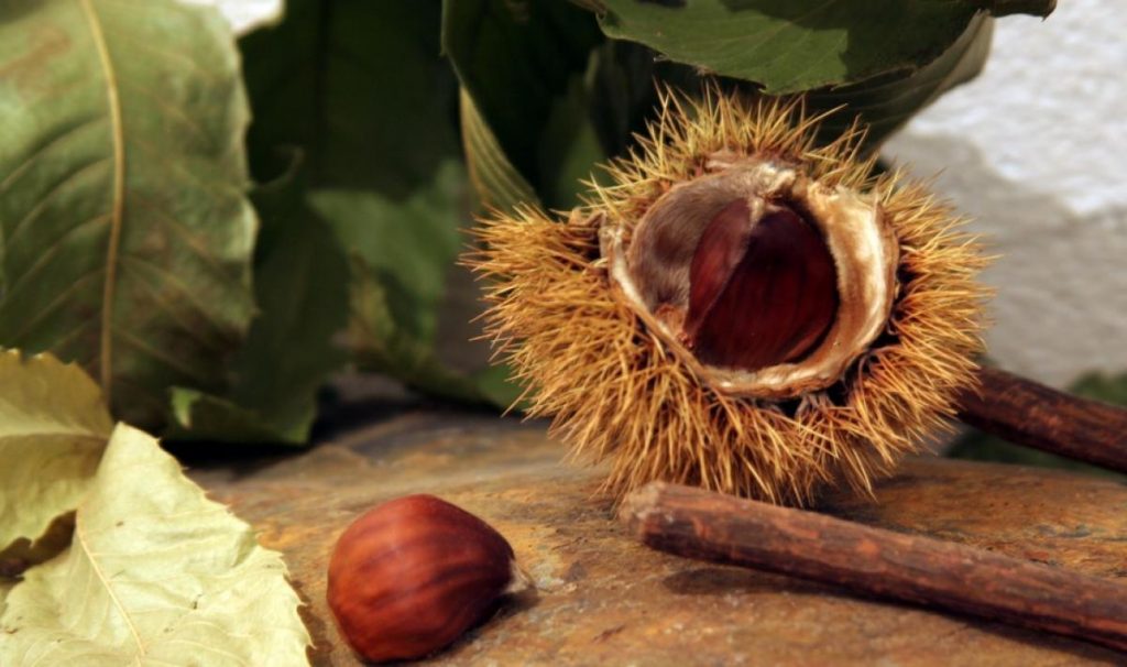 castagne in sardegna