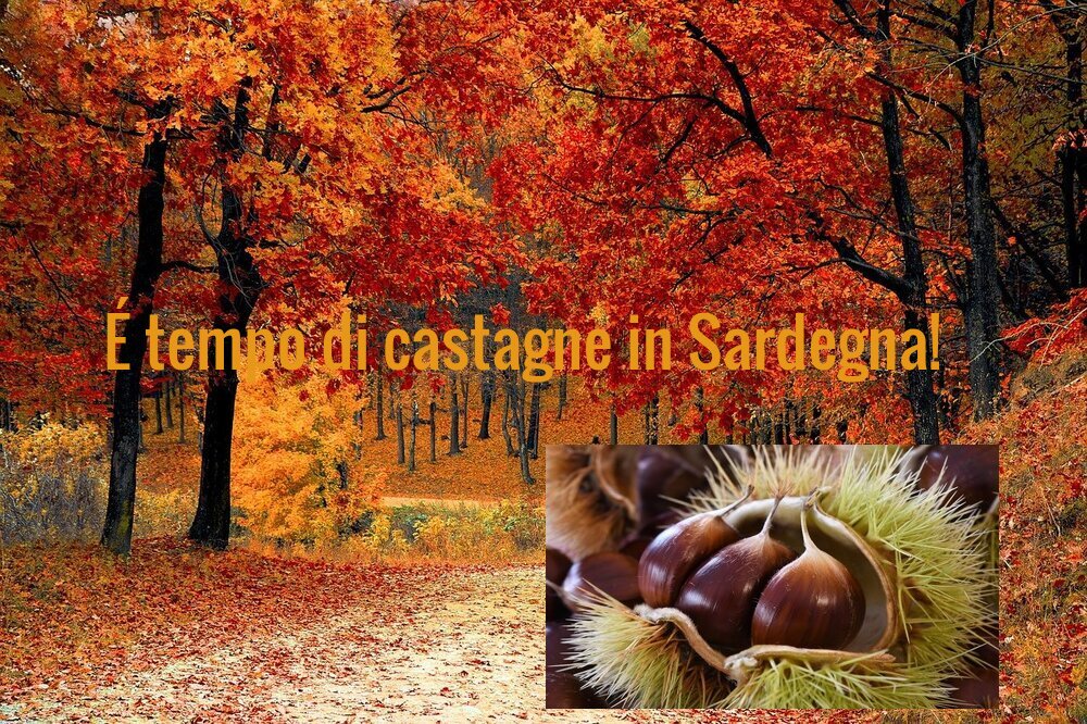 bosco di castagne sardegna