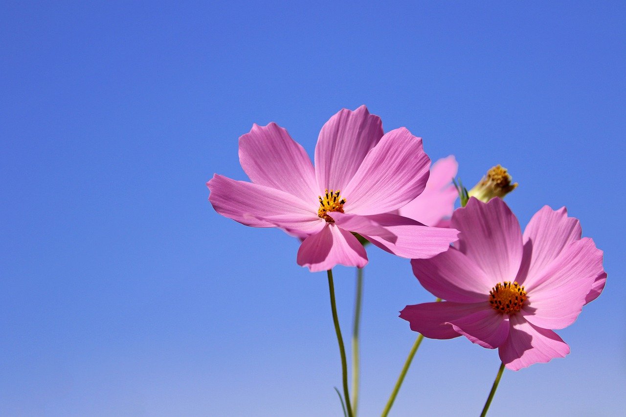 fiore sardegna